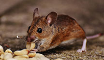 24 Hour & Emergency Exterminators in Rake, IA